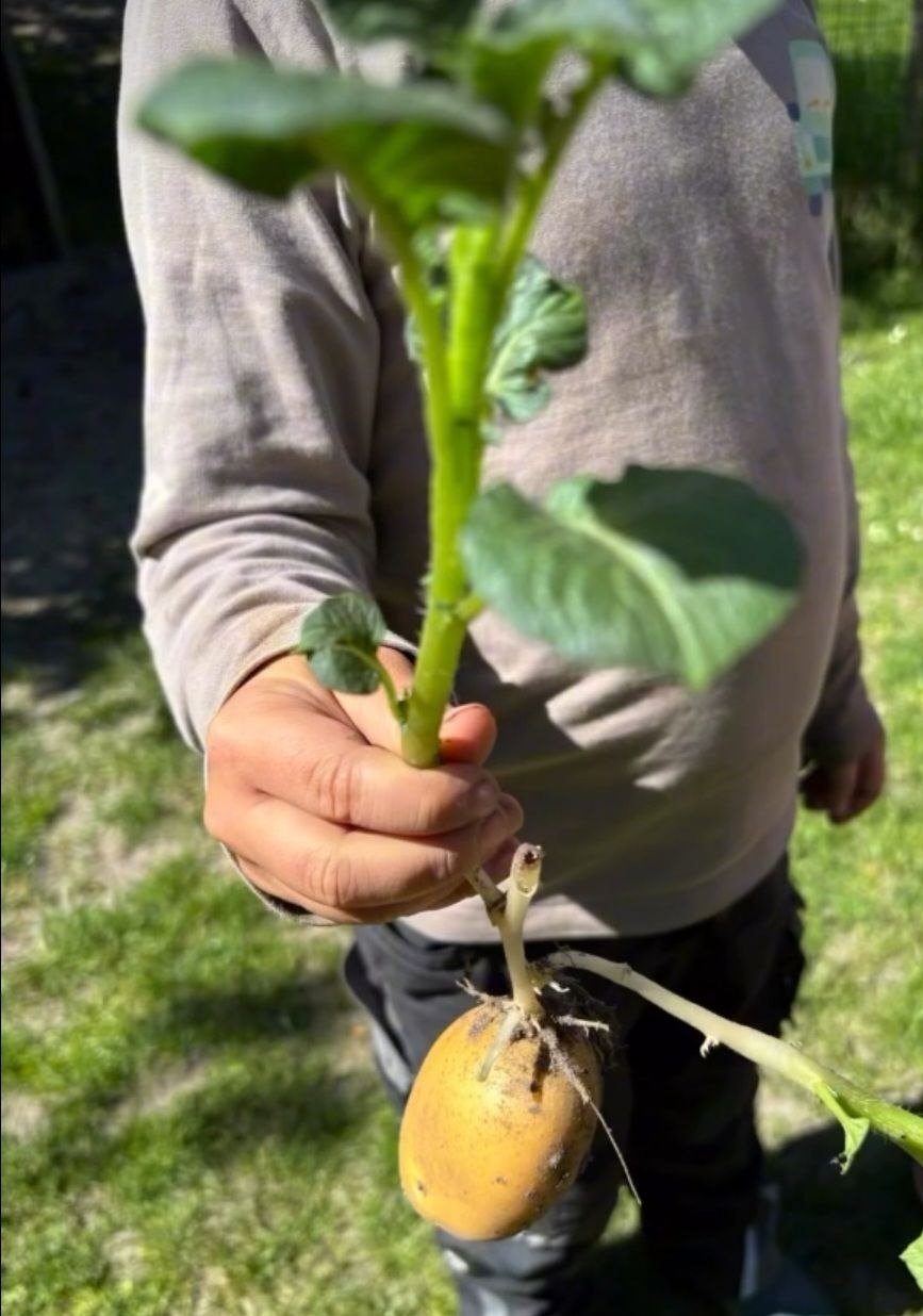 Kartoffelernte
